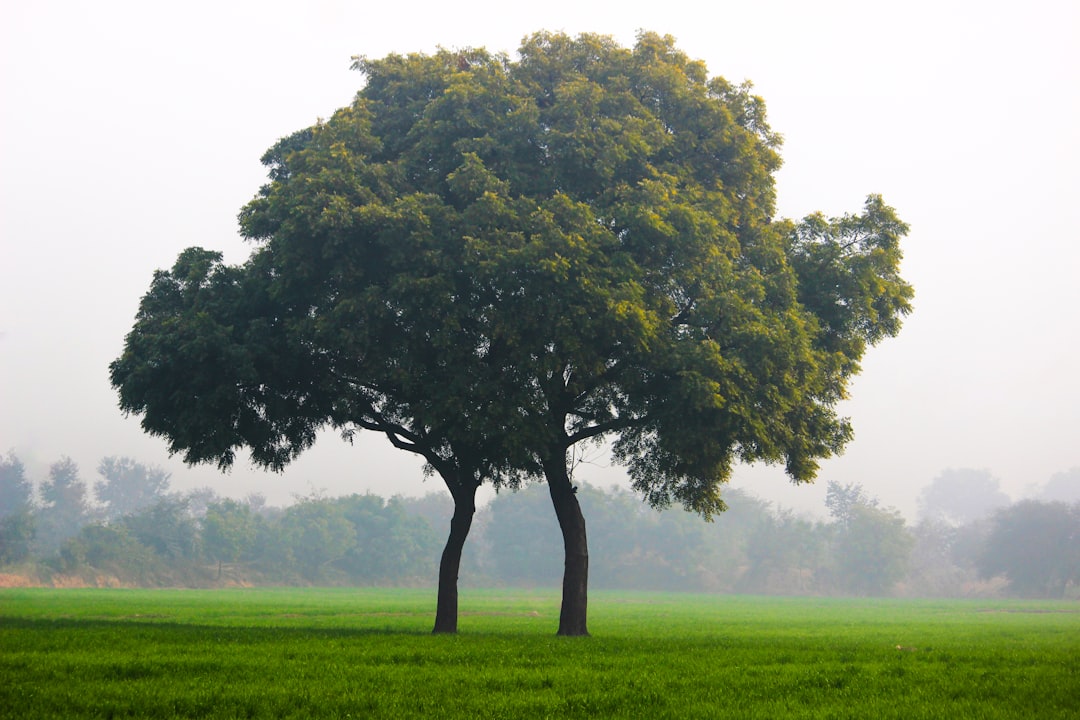 Importanța cunoașterii arborelui genealogic
